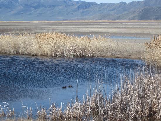 Bear River Migratory Bird Refuge